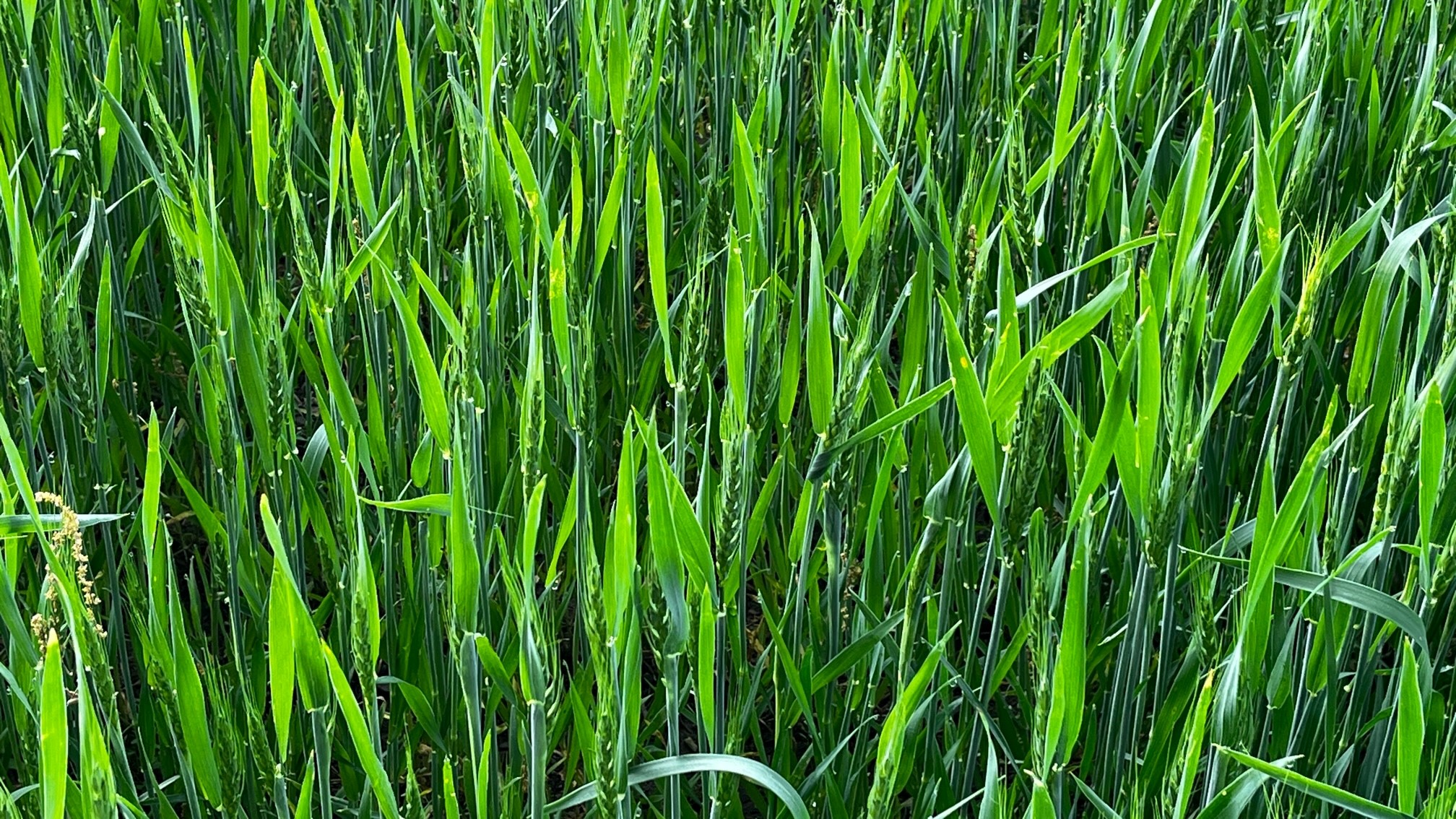 Wheat growth.